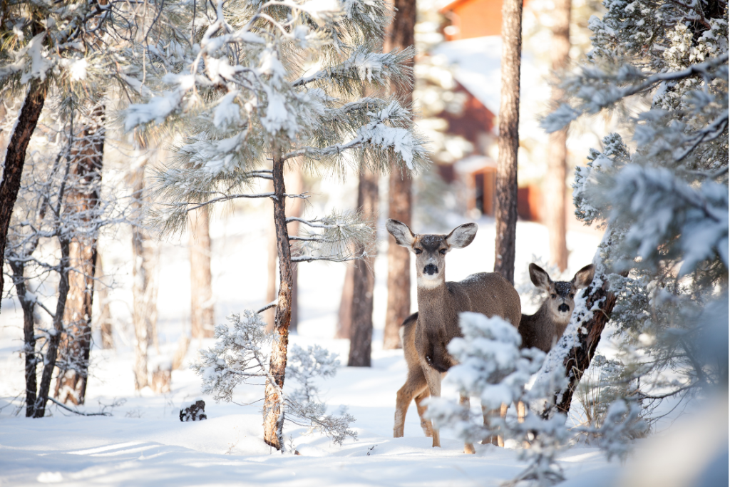 Observation faune, Parc national du Mont-Orford, Courtier immobilier Orford, Magog, Estrie