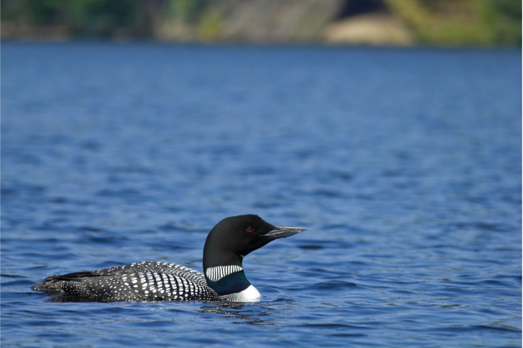 Faune, Parc National du Mont-Orford, Courtier immobilier Orford, Magog, Estrie